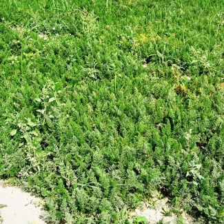 Daucus carota - Apiaceae