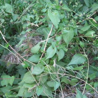 Polygonum convolvulus - Polygonaceae