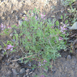 Fumaria asepala - Fumariaceae