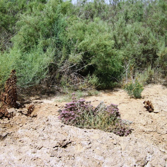 Frankenia hirsuta - Frankeniaceae