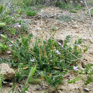 Erodium cicutarium - Geraniaceae