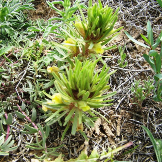 Bungea trifida - Scrophulariaceae