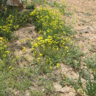 Senecio vernalis - Asteraceae