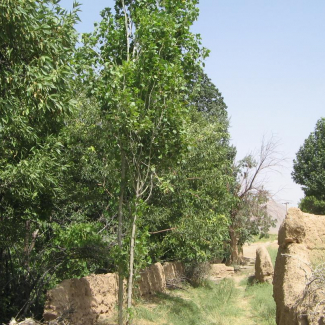 Populus nigra var. pyramidalis - Salicaceae