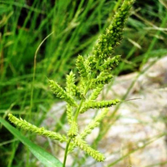 Echinochloa crus-galli - Poaceae