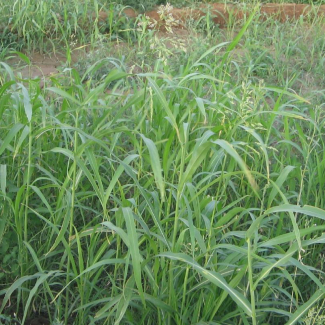 Sorghum miliaceum - Poaceae