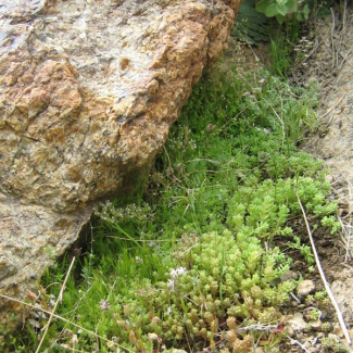 Sedum hispanicum - Crassulaceae