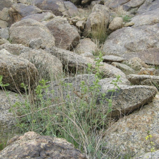 Marrubium vulgare - Lamiaceae