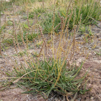 Plantago maritima - Plantaginaceae