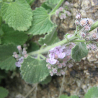 Nepeta persica - Lamiaceae