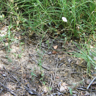 Convolvulus arvensis - Convolvulaceae