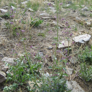 Nepeta meyeri - Lamiaceae