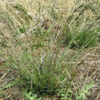 Poa bulbosa - Poaceae