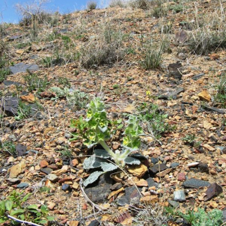 Eremostachys macrophylla - Lamiaceae