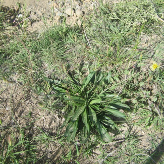 Plantago lanceolata - Plantaginaceae