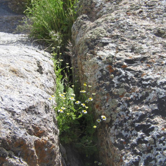 Tanacetum persicum - Asteraceae