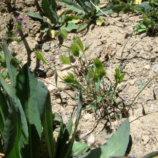 Eremopyrum bonaepartis var. bonaepartis - Poaceae