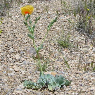 Glaucium leiocarpum - Papaveraceae