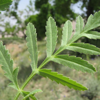 Turgenia latifolia - Apiaceae 