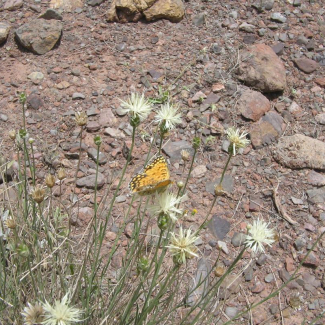 Centaurea gaubae - Asteraceae