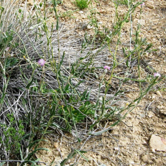 Centaurea pulchella - Asteraceae