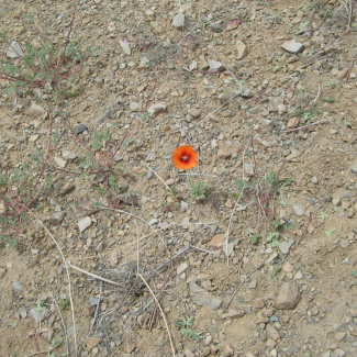 Papaver tenuifolium- Papaveraceae