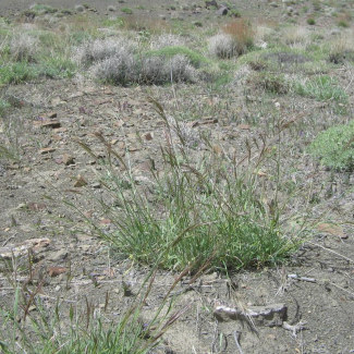 Bromus tomentosus - Poaceae