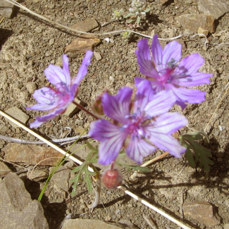 Geranium tuberosum subsp. micranthum - Geraniaceae.