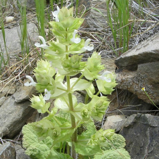 Salvia macrosiphon - Lamiaceae