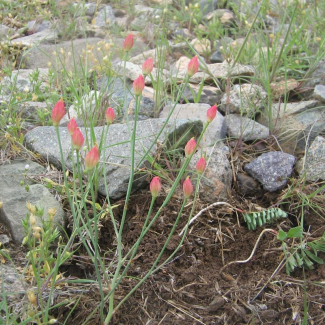 Bongardia chrysogonum - Podophylaceae 