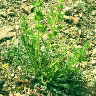 Salvia ceratophylla - Lamiaceae