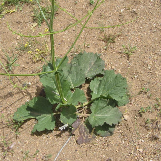 Salvia limbata - Lamiaceae