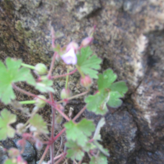 Geranium rotundifolium - Geraniaceae