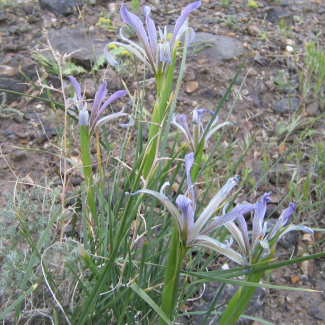 Iris songarica - Iridaceae