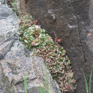 Rosularia modesta var. modesta - Crassulaceae