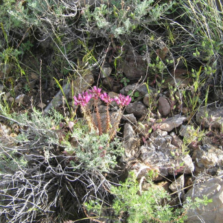 Pseudosedum multicaule - Crassulaceae