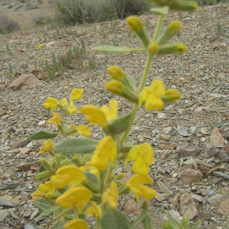 Phlomis olivieri - Lamiaceae