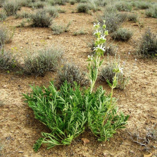 Eremostachys pulvinaris- Lamiaceae