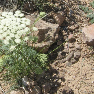 Zosima absinthifolia - Apiaceae