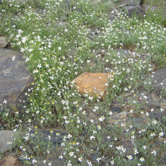 Anthemis gayana - Asteraceae 