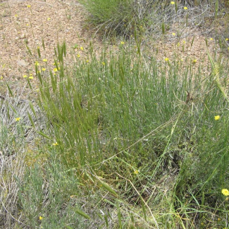 Secale cereale - Poaceae