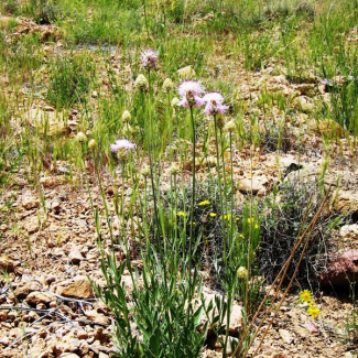 Centaurea leuzeoides - Asteraceae