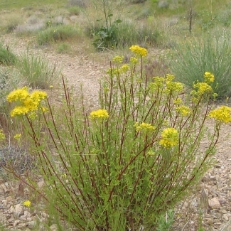 Hypericum scabrum - Hypericaceae