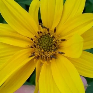 Helianthus tuberosus - Asteraceae 