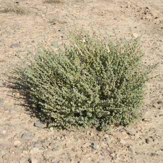 Salsola kerneri - Chenopodiaceae