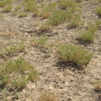 Salsola turkestanica - Chenopodiaceae