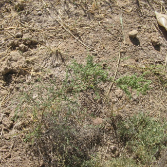 Suaeda microphylla - Chenopodiaceae