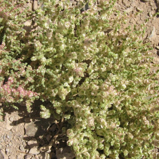 Salsola incanescens - Chenopodiaceae