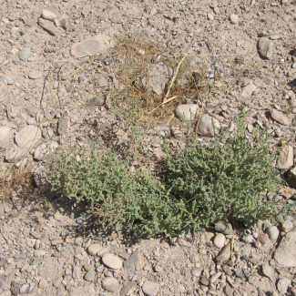 Salsola nitraria - Chenopodiaceae