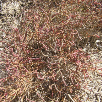 Salicornia europaea - Chenopodiaceae